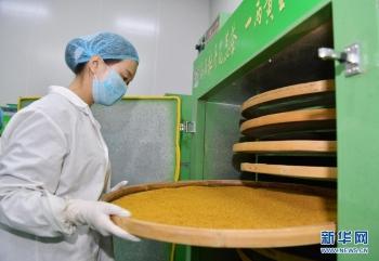 山東菏澤 牡丹花開產(chǎn)業(yè)紅 圖