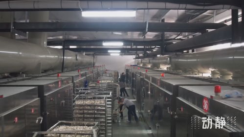 遵義 小菌菇打開大市場